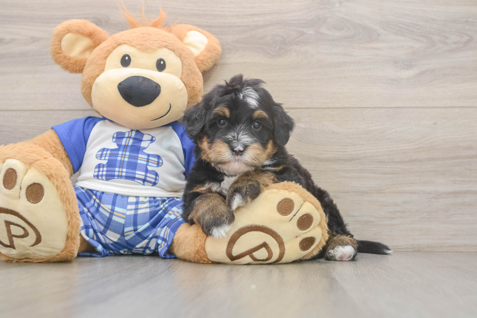 Mini Bernedoodle Puppy for Adoption