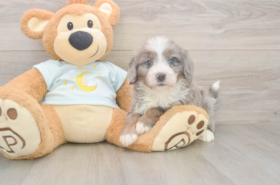 5 week old Mini Bernedoodle Puppy For Sale - Premier Pups