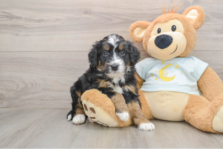 Mini Bernedoodle Pup Being Cute