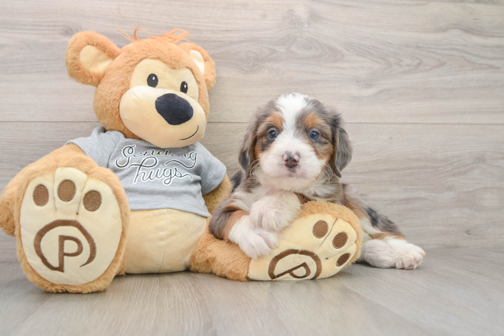 Adorable Mini Bernadoodle Poodle Mix Puppy
