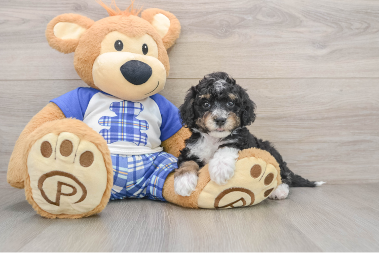 Mini Bernedoodle Pup Being Cute
