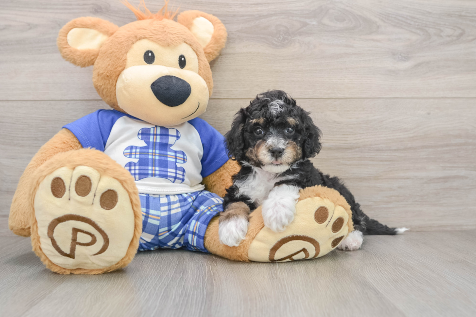 Mini Bernedoodle Pup Being Cute