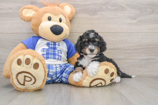 Mini Bernedoodle Pup Being Cute
