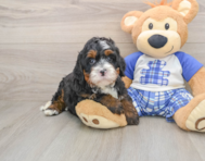 6 week old Mini Bernedoodle Puppy For Sale - Premier Pups