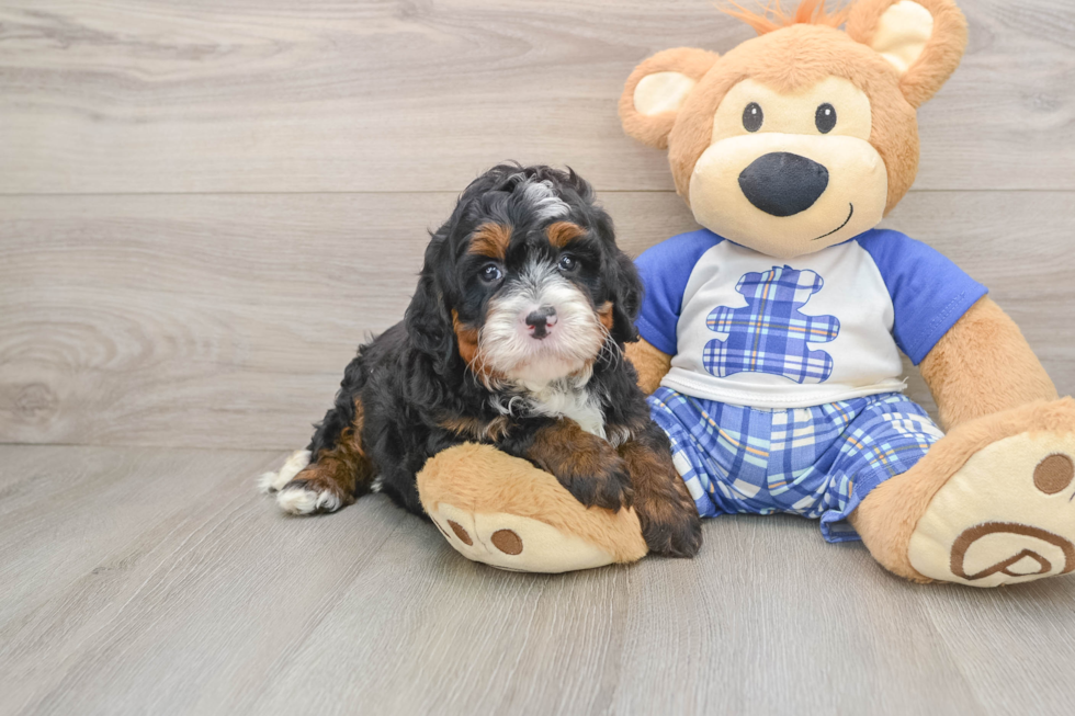 Adorable Bernadoodle Poodle Mix Puppy