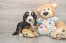 Mini Bernedoodle Puppy for Adoption