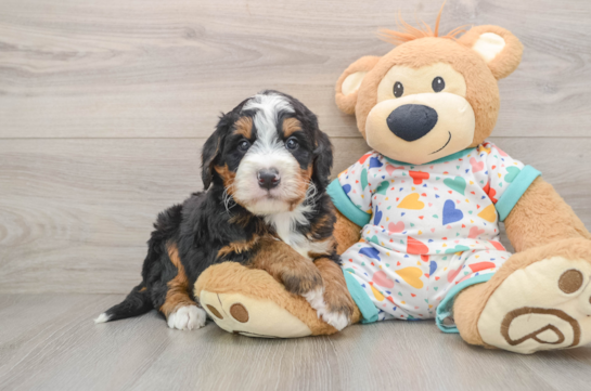 Mini Bernedoodle Puppy for Adoption