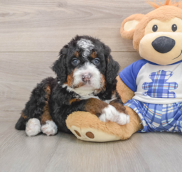 7 week old Mini Bernedoodle Puppy For Sale - Premier Pups