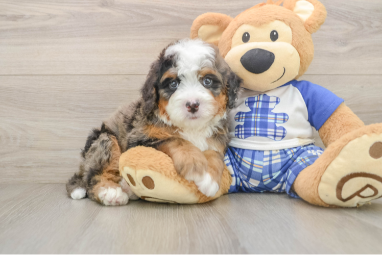 Happy Mini Bernedoodle Baby