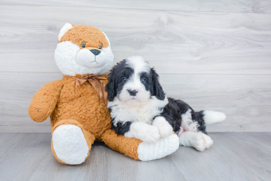 Fluffy Mini Bernedoodle Poodle Mix Pup