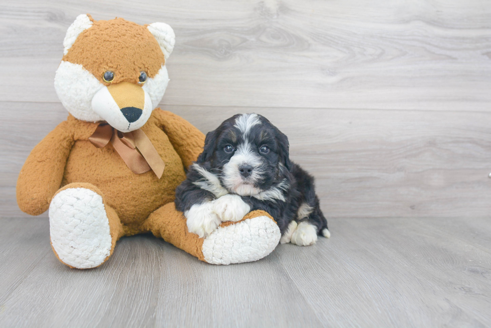 Mini Bernedoodle Pup Being Cute