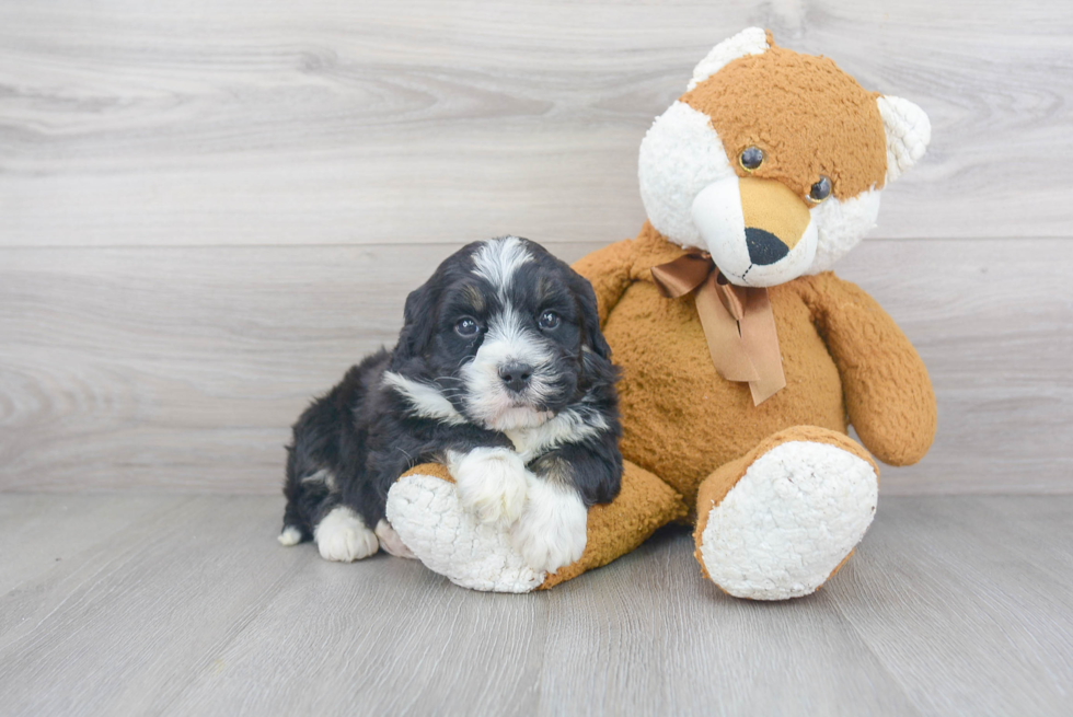 Energetic Mini Berniedoodle Poodle Mix Puppy