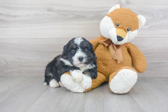 Energetic Mini Berniedoodle Poodle Mix Puppy