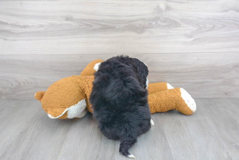 Little Bernadoodle Poodle Mix Puppy