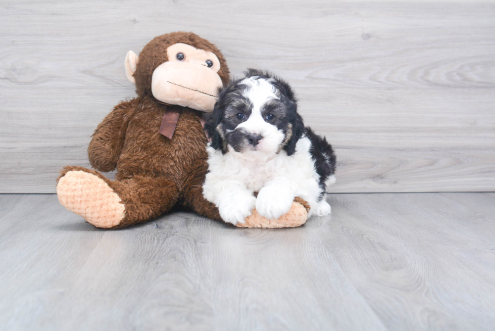 Energetic Mini Berniedoodle Poodle Mix Puppy