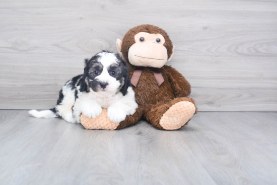 Small Mini Bernedoodle Baby