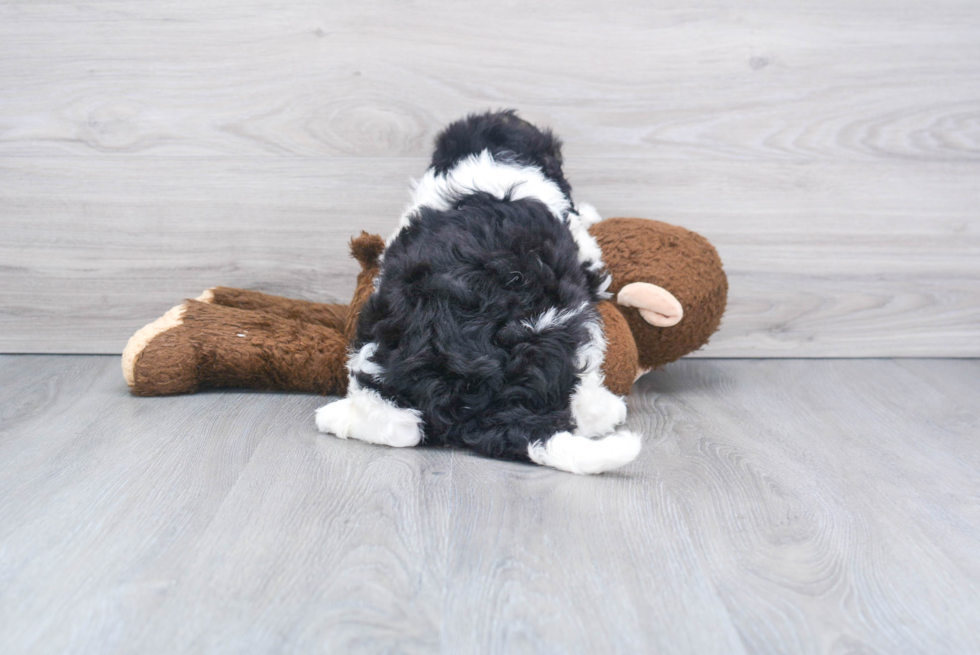 Mini Bernedoodle Pup Being Cute