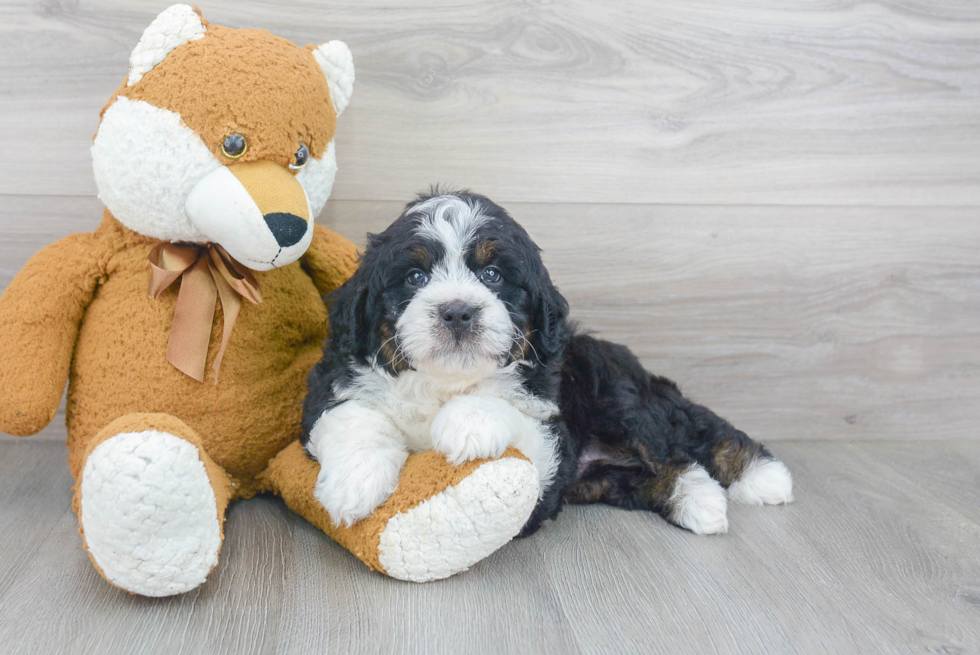 Playful Mini Berniedoodle Poodle Mix Puppy