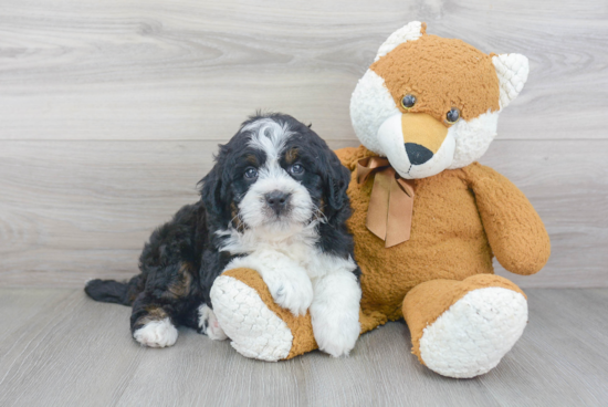 Best Mini Bernedoodle Baby