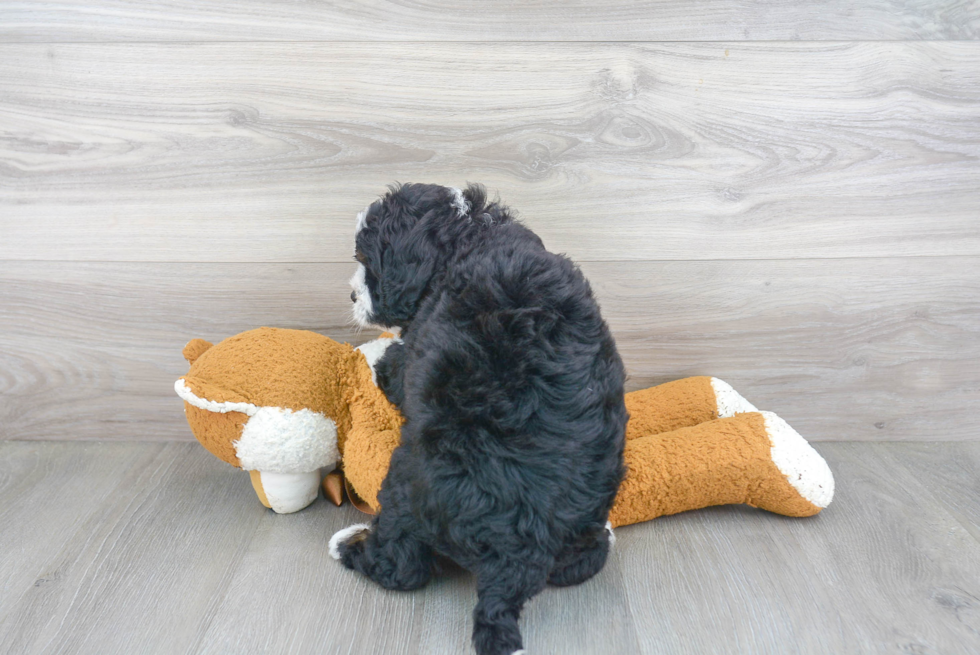 Best Mini Bernedoodle Baby