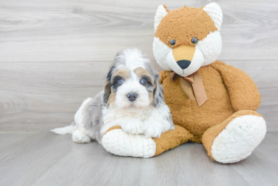 Smart Mini Bernedoodle Poodle Mix Pup