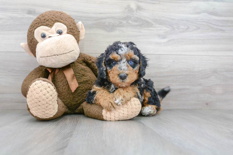 Petite Mini Bernedoodle Poodle Mix Pup