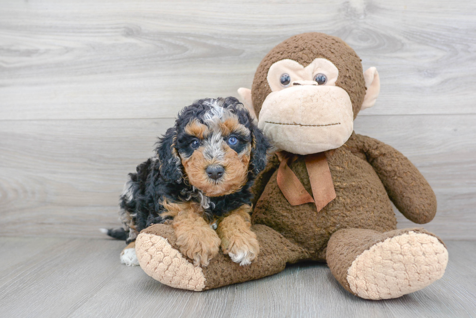 Best Mini Bernedoodle Baby