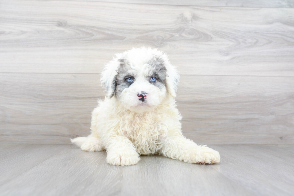 Mini Bernedoodle Pup Being Cute