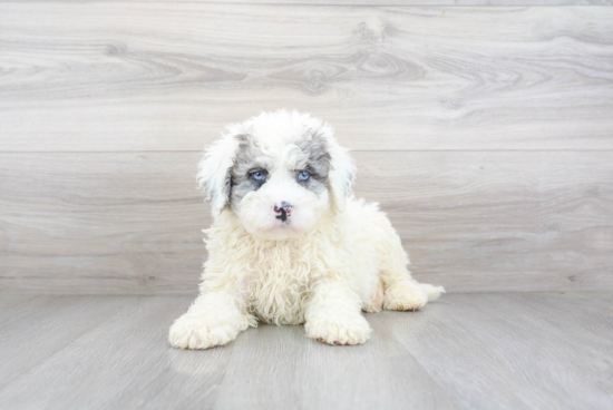 Cute Mini Bernedoodle Baby