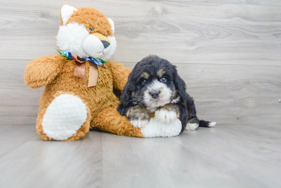 Mini Bernedoodle Pup Being Cute