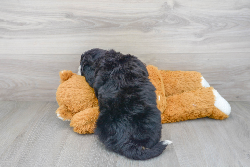 Energetic Bernadoodle Poodle Mix Puppy