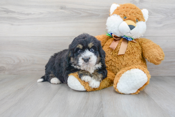 Smart Mini Bernedoodle Poodle Mix Pup