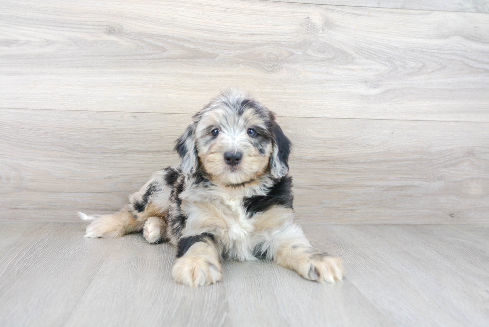 Best Mini Bernedoodle Baby