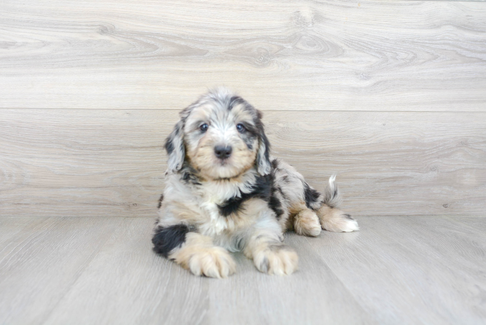 Mini Bernedoodle Pup Being Cute