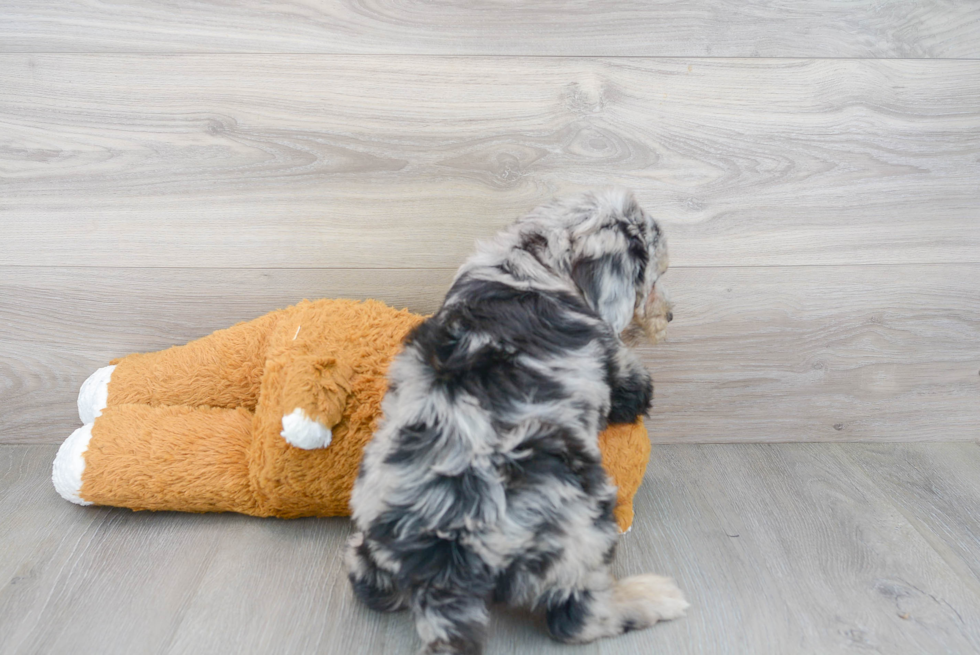 Mini Bernedoodle Pup Being Cute