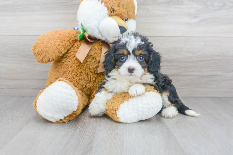 Friendly Mini Bernedoodle Baby