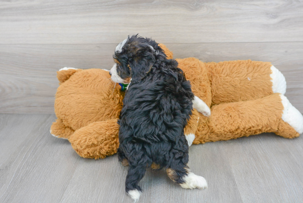 Mini Bernedoodle Puppy for Adoption