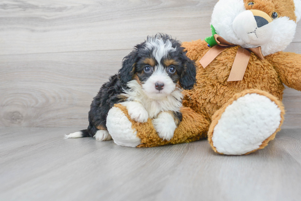 Fluffy Mini Bernedoodle Poodle Mix Pup