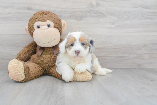 Popular Mini Bernedoodle Poodle Mix Pup