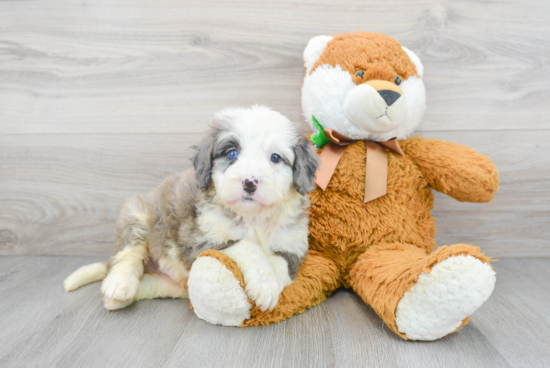 Mini Bernedoodle Pup Being Cute