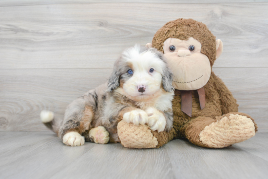 Best Mini Bernedoodle Baby