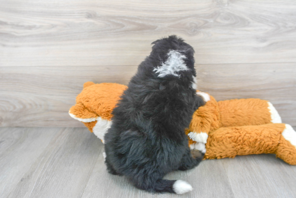 Best Mini Bernedoodle Baby