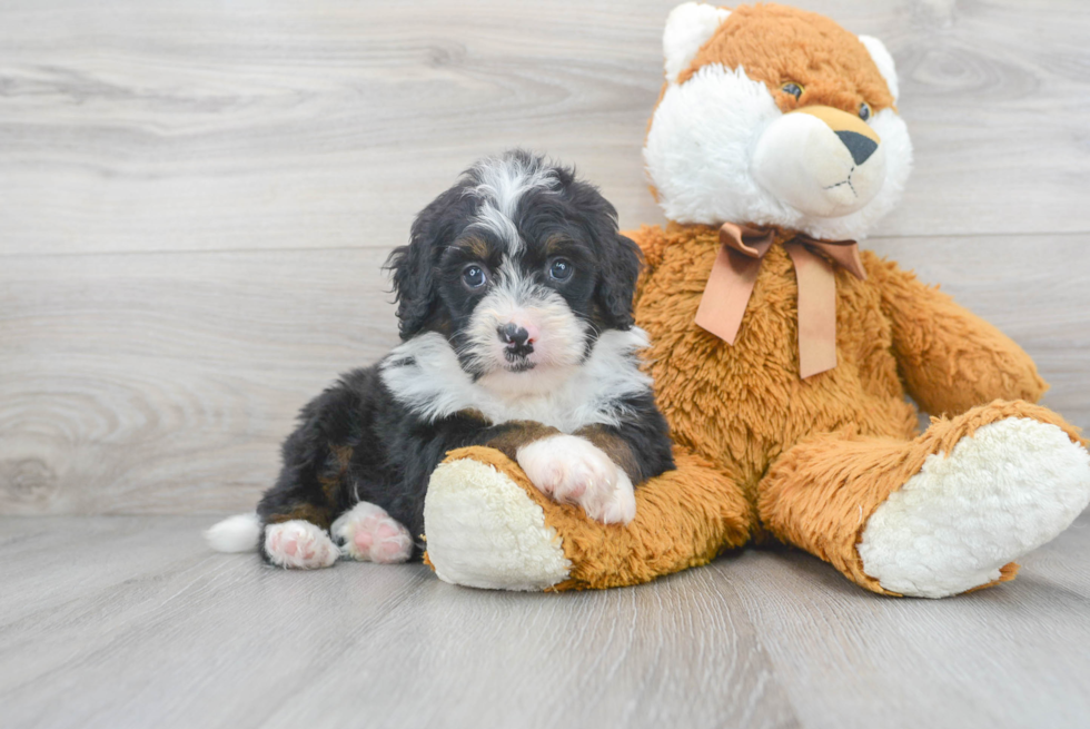 Mini Bernedoodle Pup Being Cute