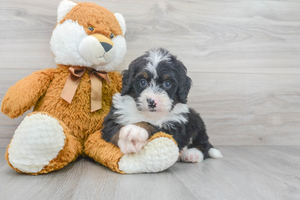 Mini Bernedoodle Puppy for Adoption