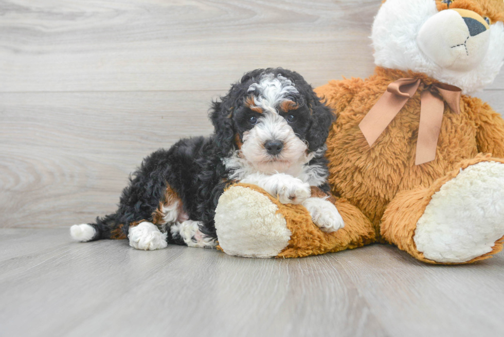 Happy Mini Bernedoodle Baby