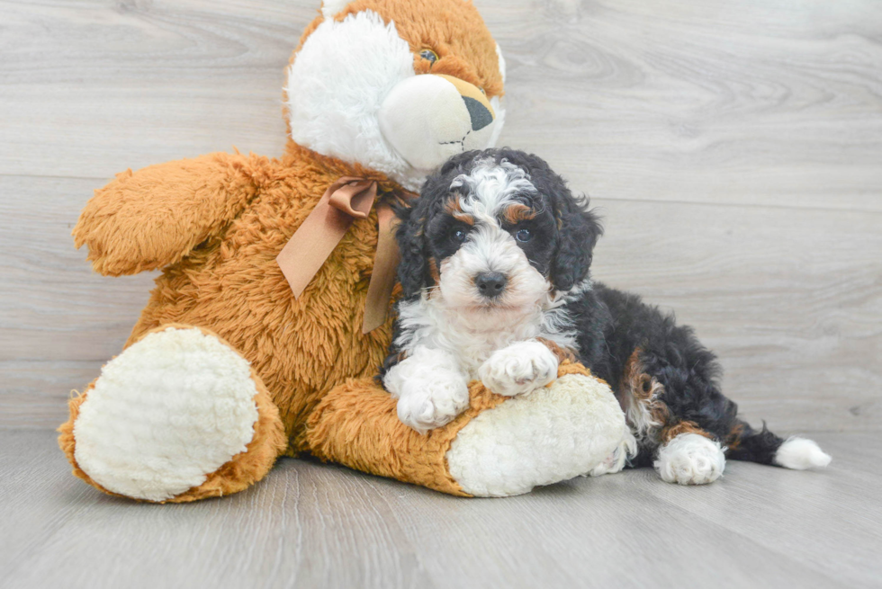 Mini Bernedoodle Puppy for Adoption