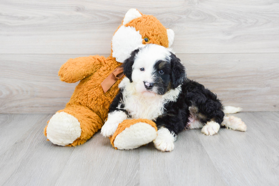 Best Mini Bernedoodle Baby