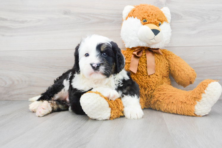 Mini Bernedoodle Puppy for Adoption