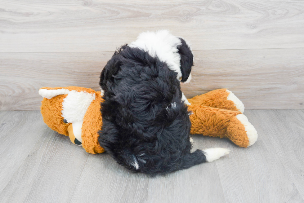 Little Bernadoodle Poodle Mix Puppy