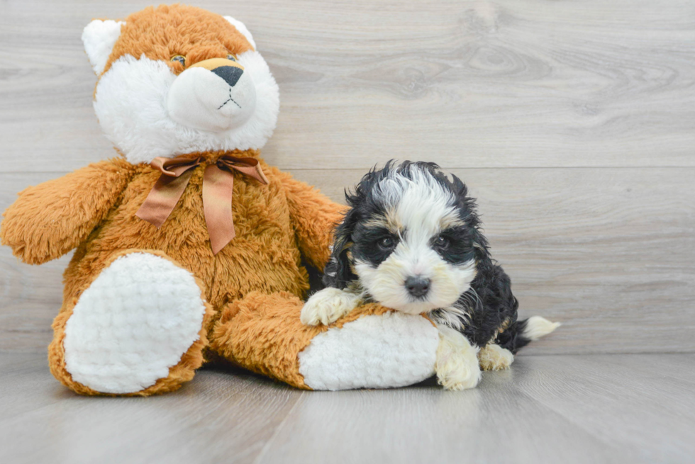 Happy Mini Bernedoodle Baby